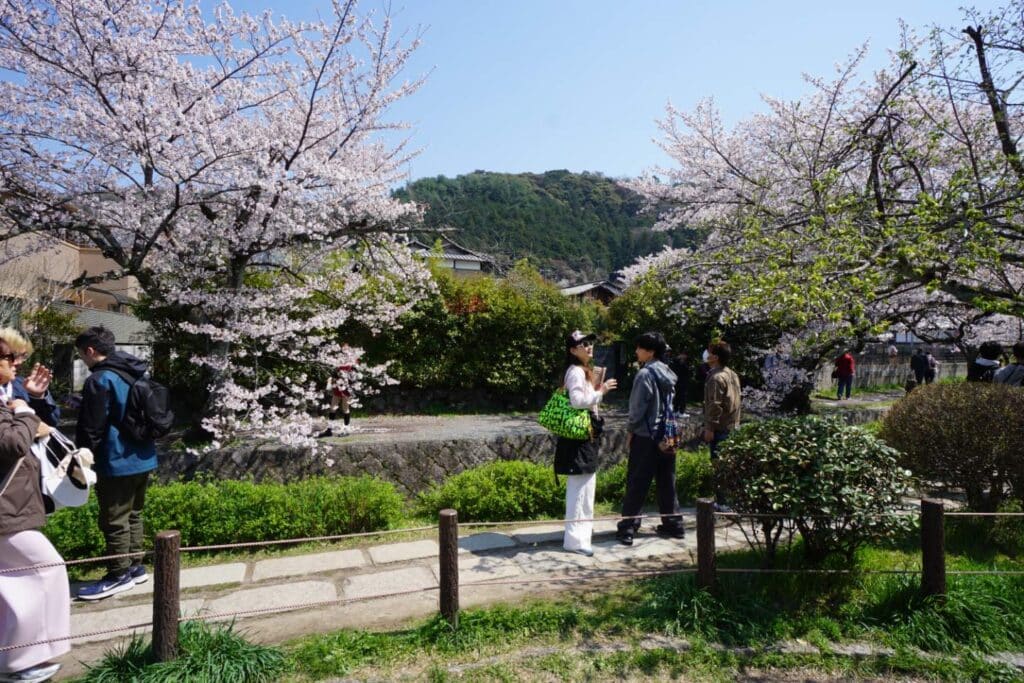 Photograph of people walking and standing along a stone pathway surrounded by blooming cherry blossom trees and green bushes. The scene captures a sunny day with clear blue sky and a forested hill in the background, highlighting a peaceful outdoor setting during spring.